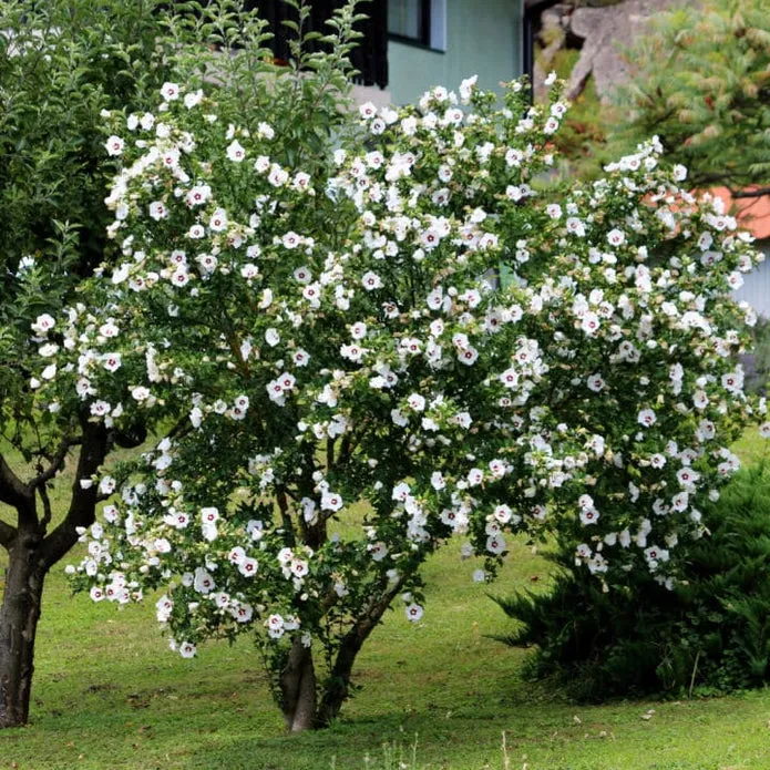 Rose of Sharon (Red Heart)